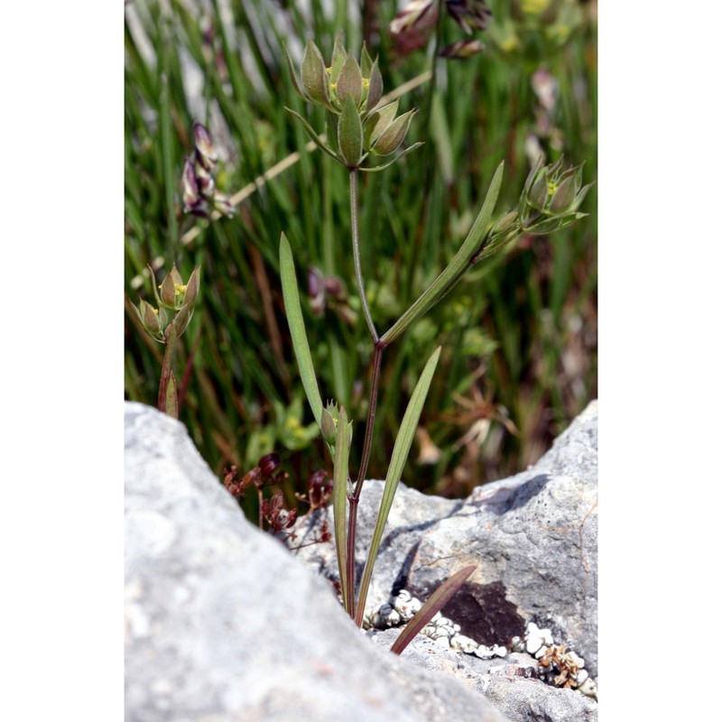 bupleurum baldense turra