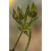 bupleurum baldense turra