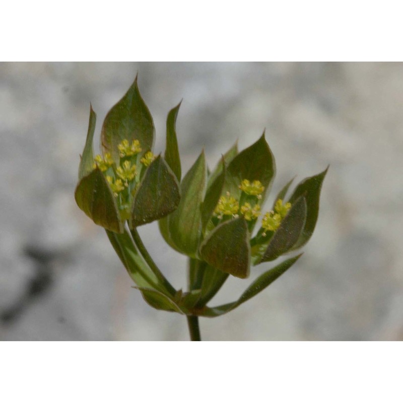 bupleurum baldense turra