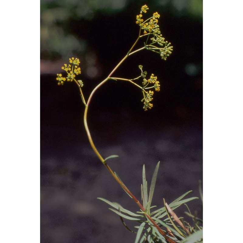 bupleurum dianthifolium guss.