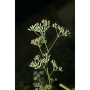 bupleurum dianthifolium guss.