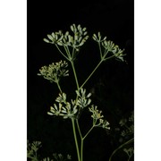 bupleurum dianthifolium guss.