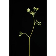 bupleurum dianthifolium guss.