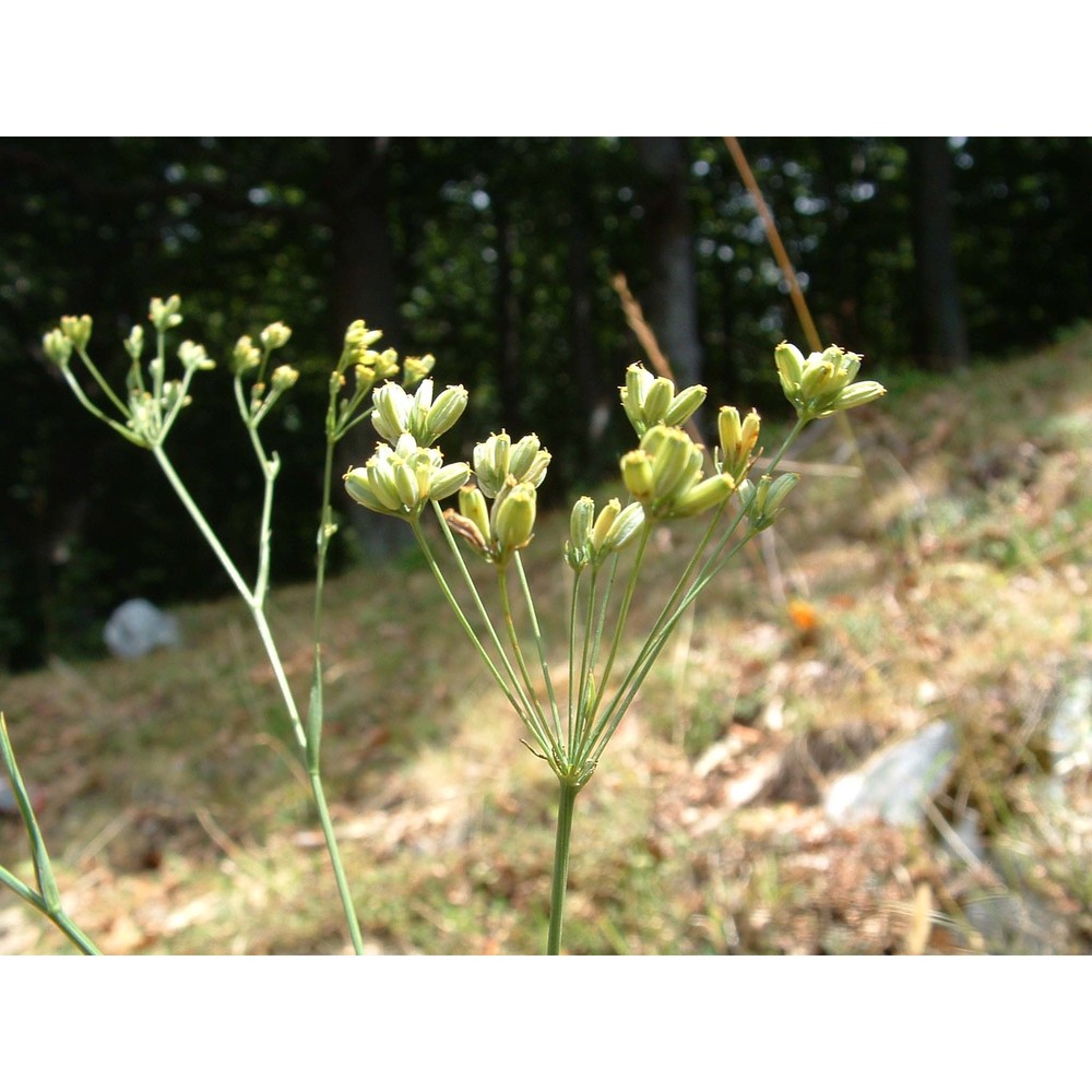 bupleurum falcatum l.