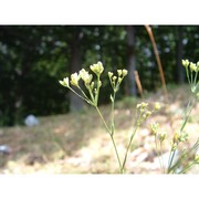 bupleurum falcatum l.