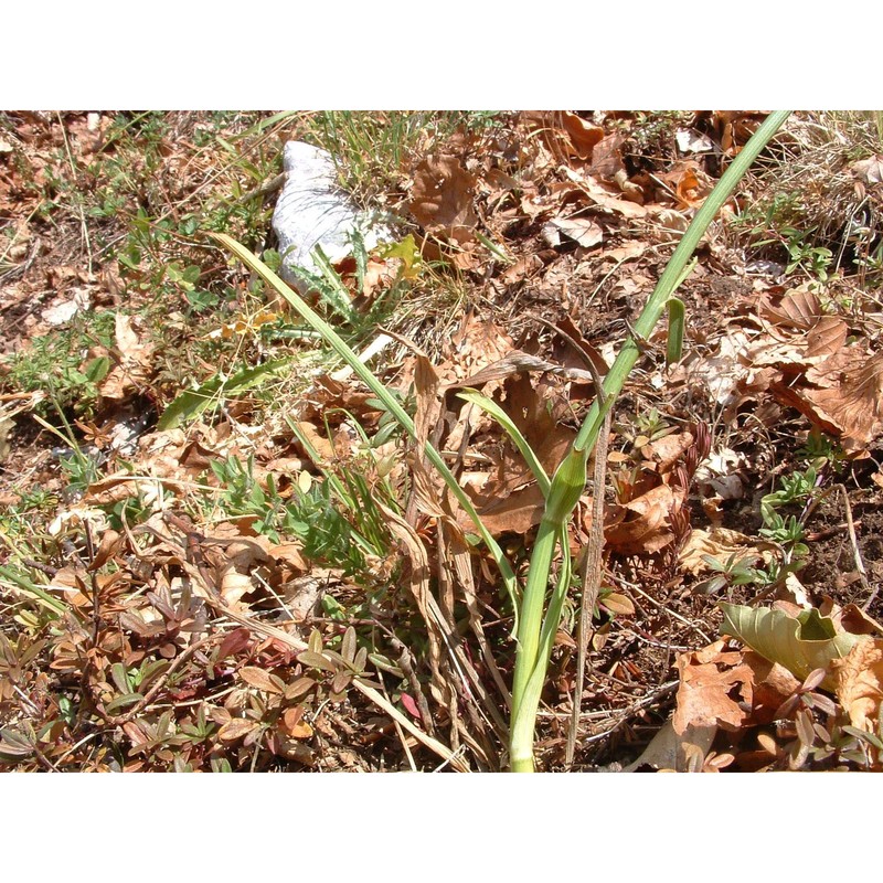 bupleurum falcatum l.