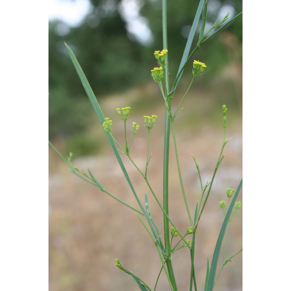 bupleurum gerardi all.