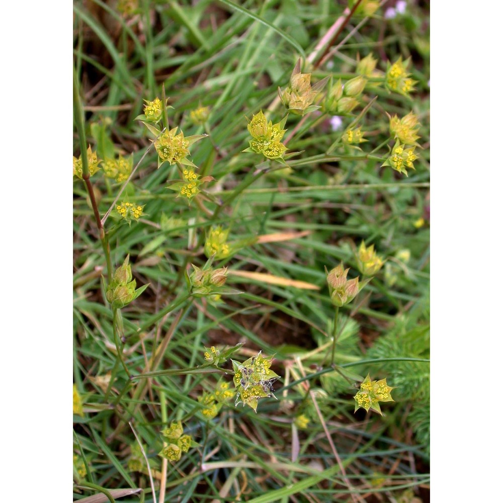 bupleurum gussonei (arcang.) snogerup et b. snogerup