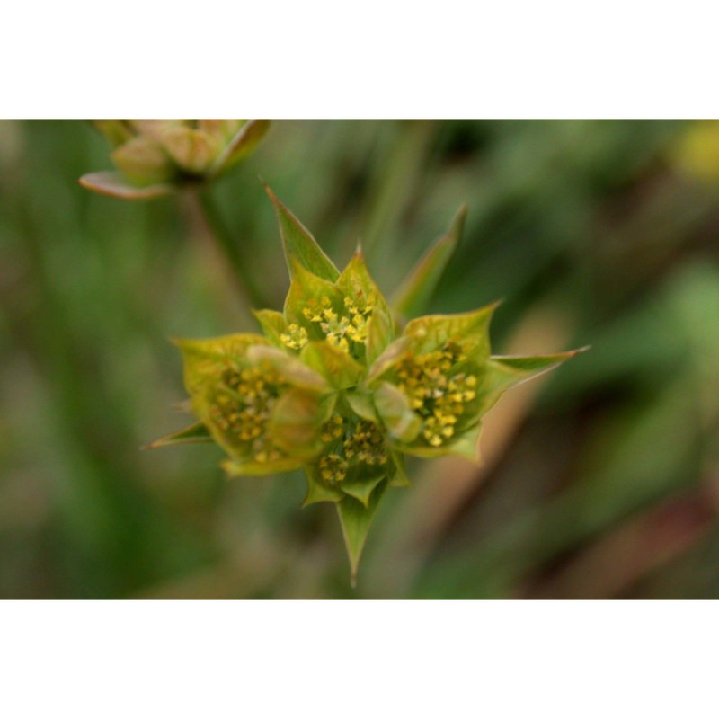 bupleurum gussonei (arcang.) snogerup et b. snogerup