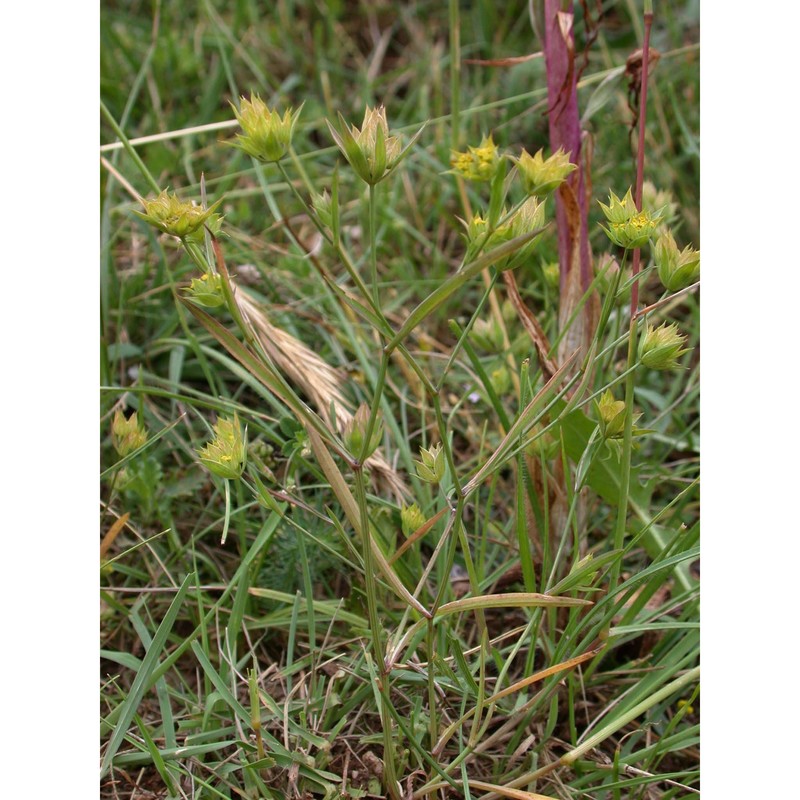 bupleurum gussonei (arcang.) snogerup et b. snogerup