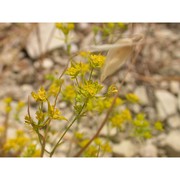 bupleurum gussonei (arcang.) snogerup et b. snogerup