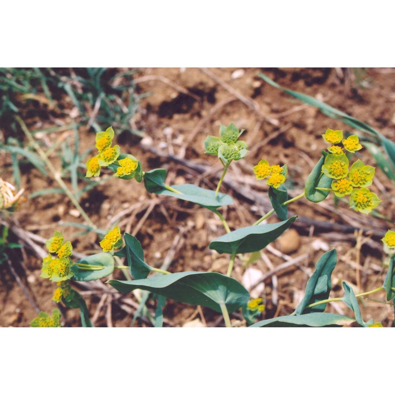 bupleurum lancifolium hornem.