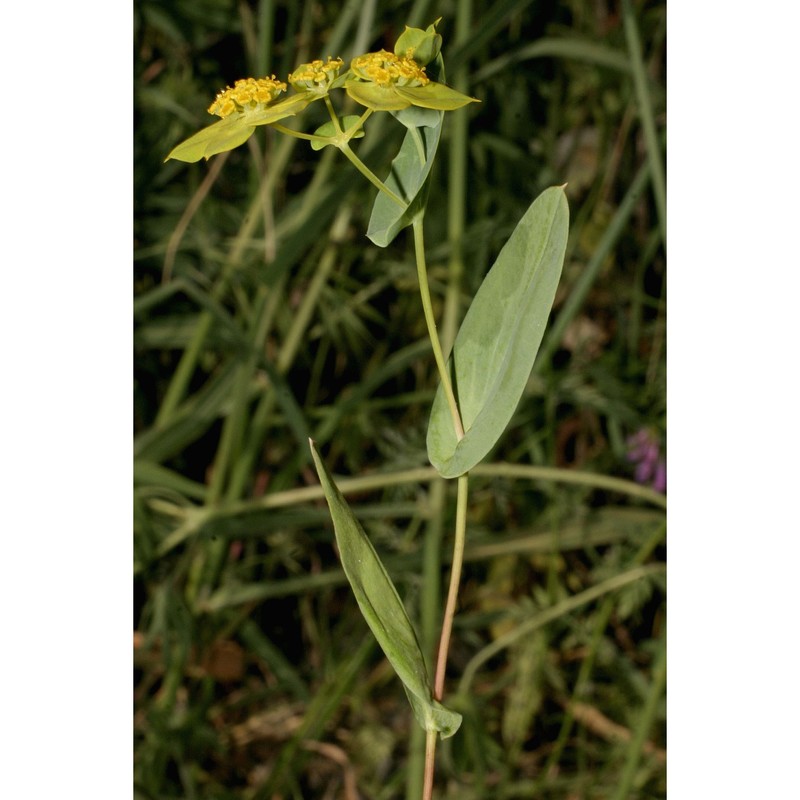 bupleurum lancifolium hornem.