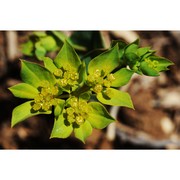 bupleurum lancifolium hornem.