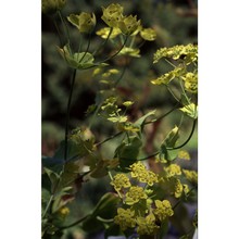 bupleurum longifolium l. subsp. vapincense (vill.) todor