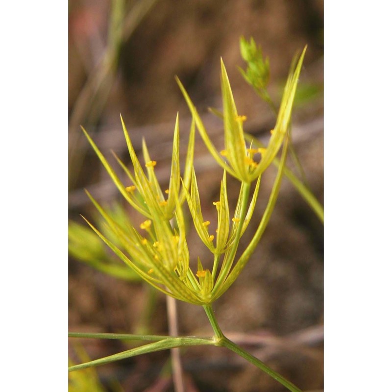 bupleurum odontites l.