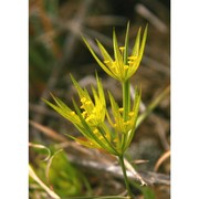 bupleurum odontites l.