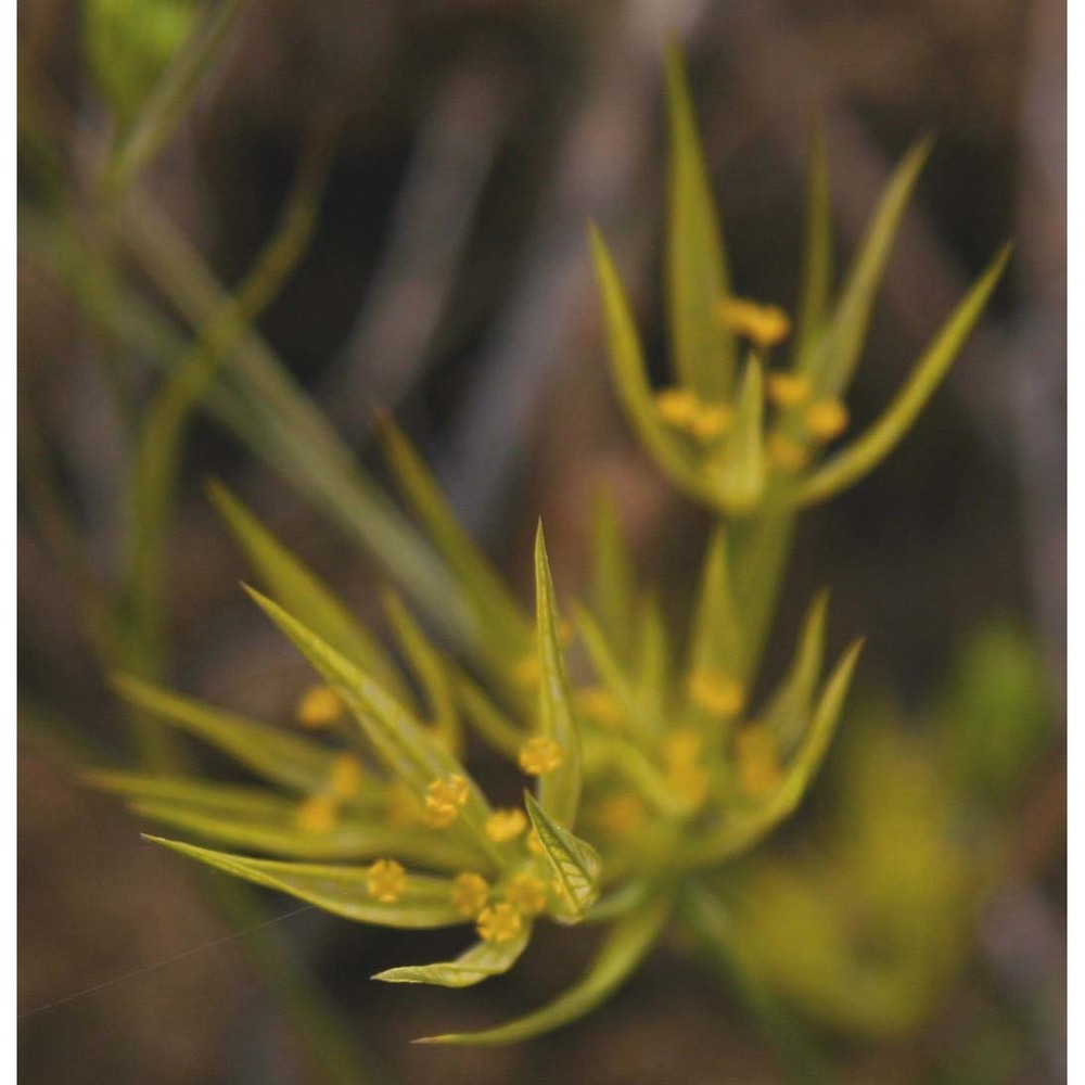 bupleurum odontites l.