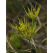 bupleurum odontites l.