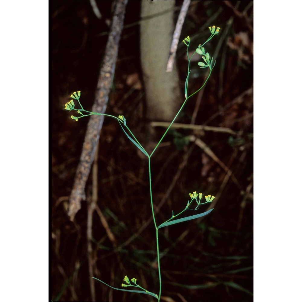 bupleurum praealtum l.