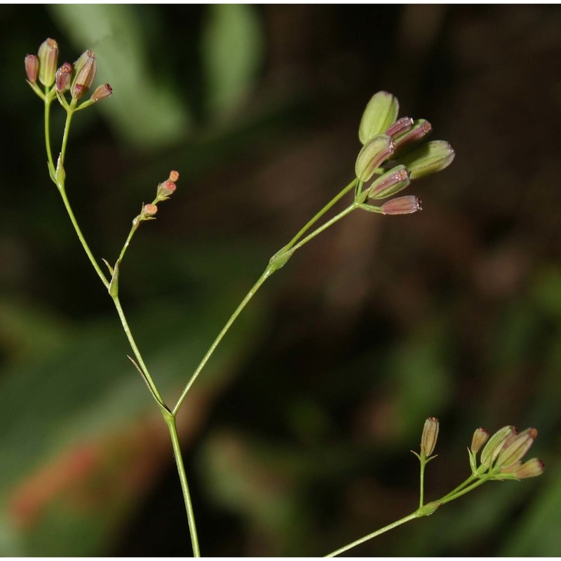 bupleurum praealtum l.