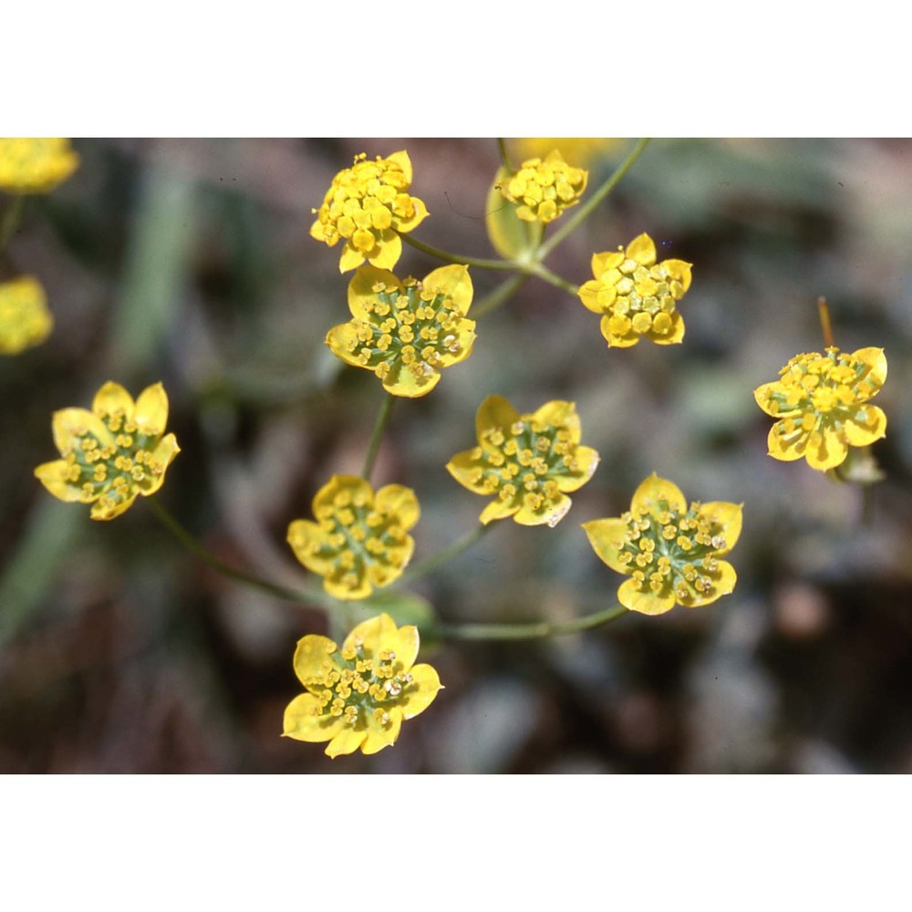 bupleurum ranunculoides l.