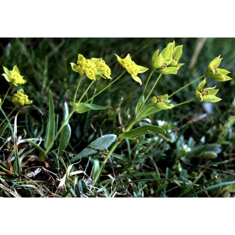 bupleurum ranunculoides l.