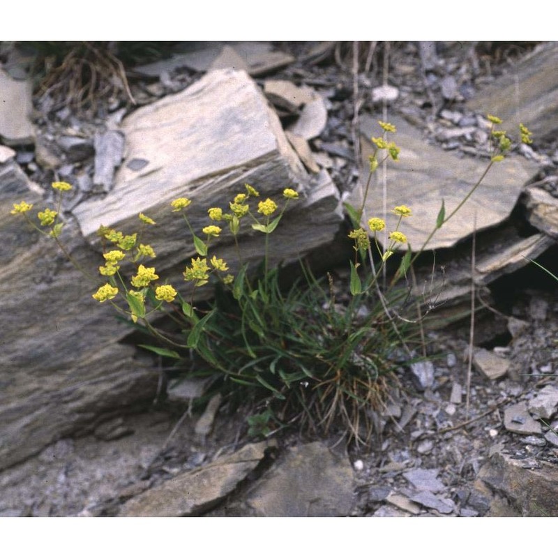 bupleurum ranunculoides l.