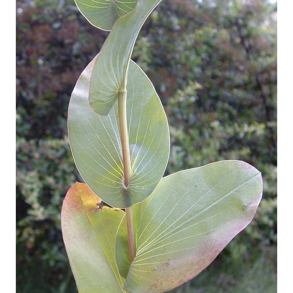 bupleurum rotundifolium l.