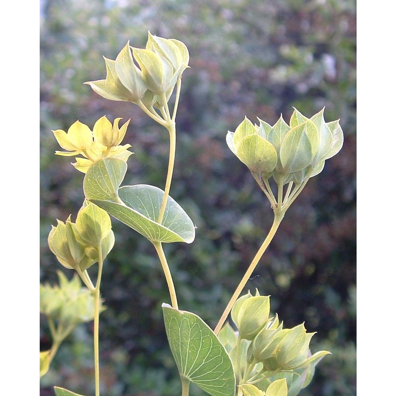 bupleurum rotundifolium l.