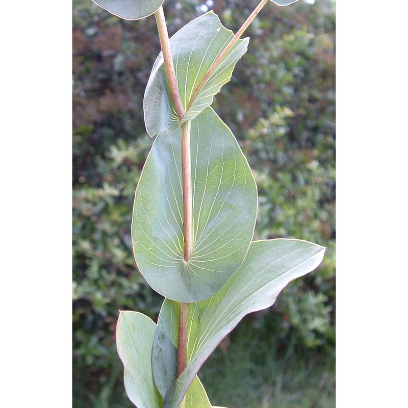 bupleurum rotundifolium l.