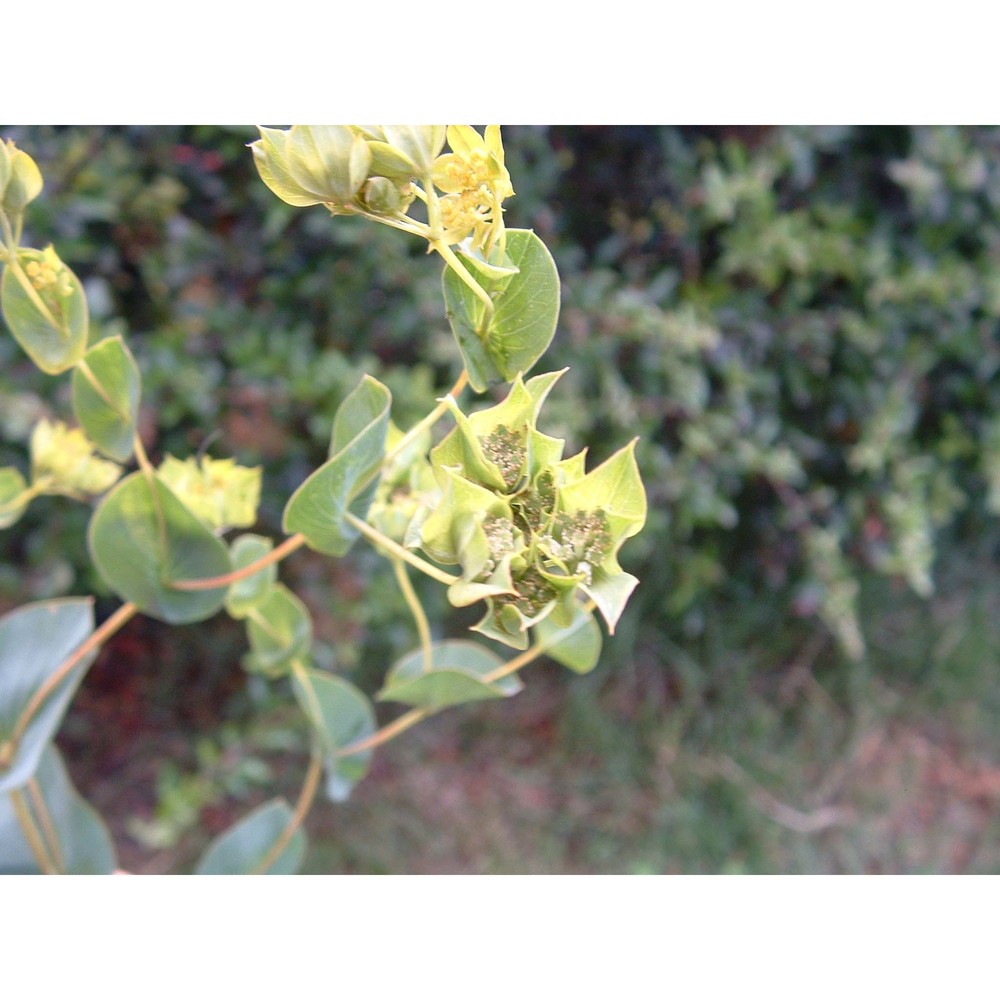 bupleurum rotundifolium l.