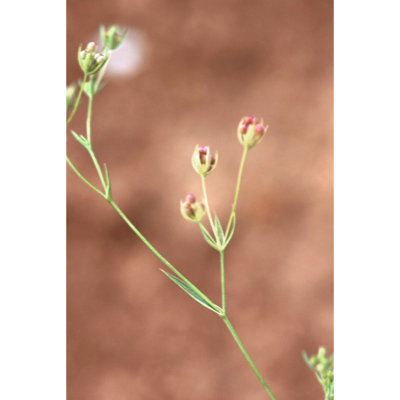 bupleurum semicompositum l.