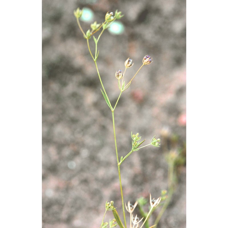 bupleurum semicompositum l.