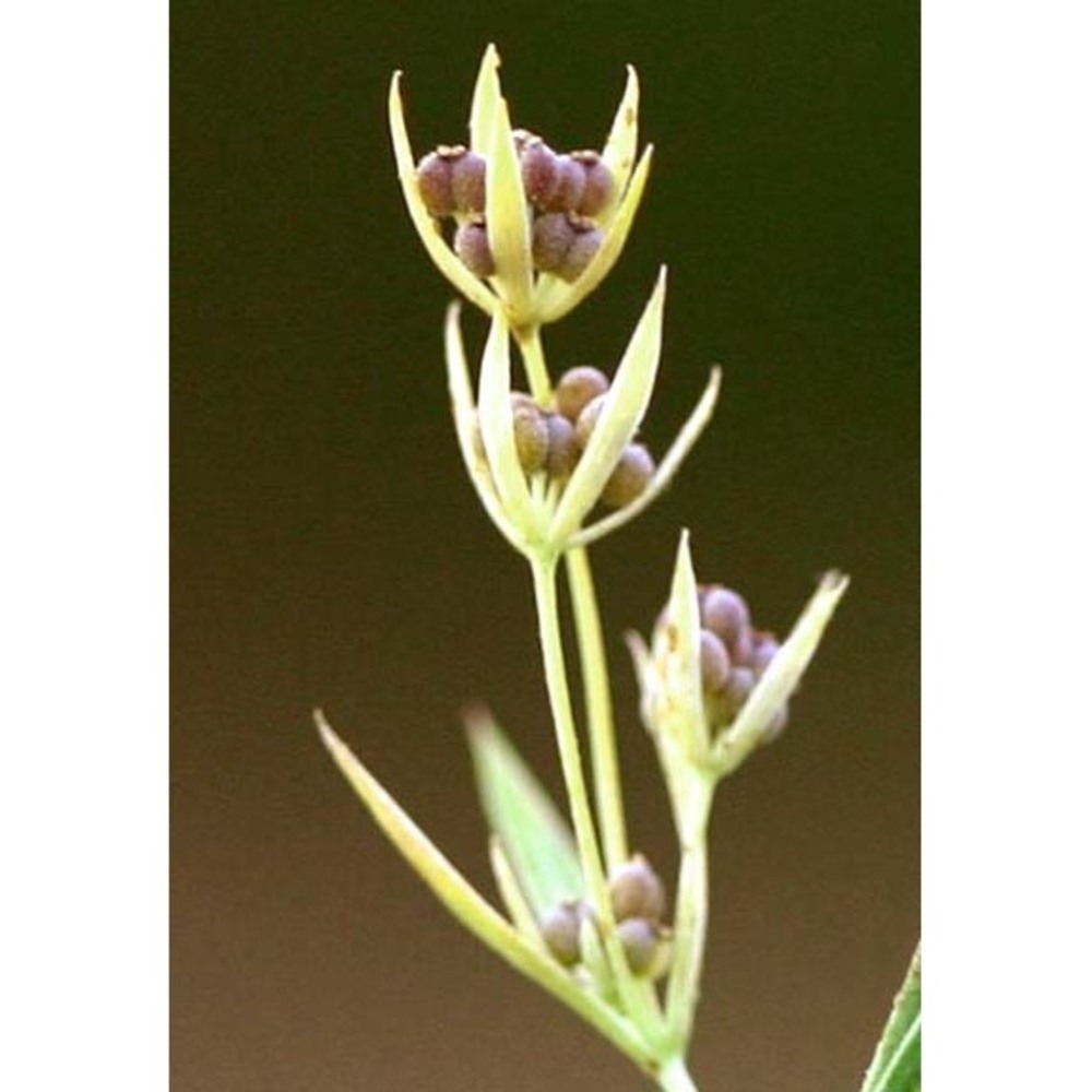 bupleurum semicompositum l.