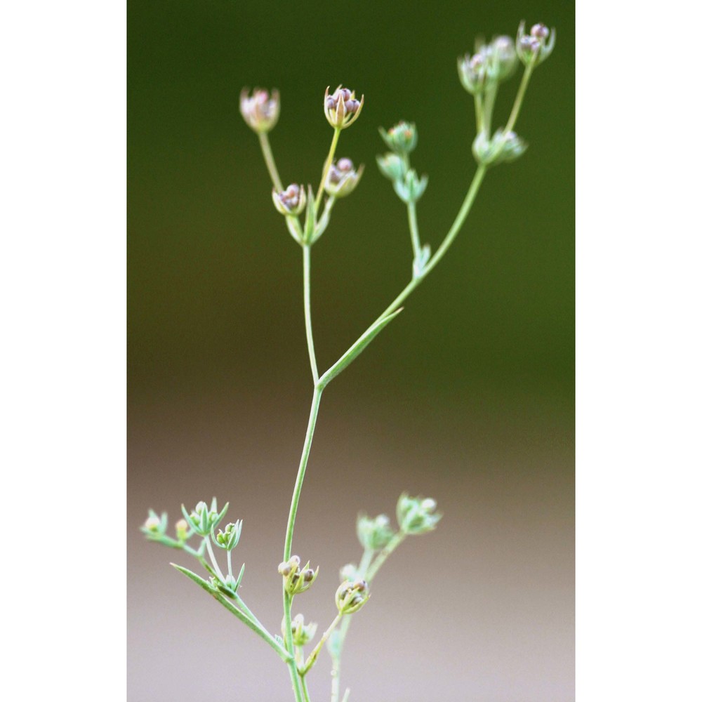 bupleurum semicompositum l.