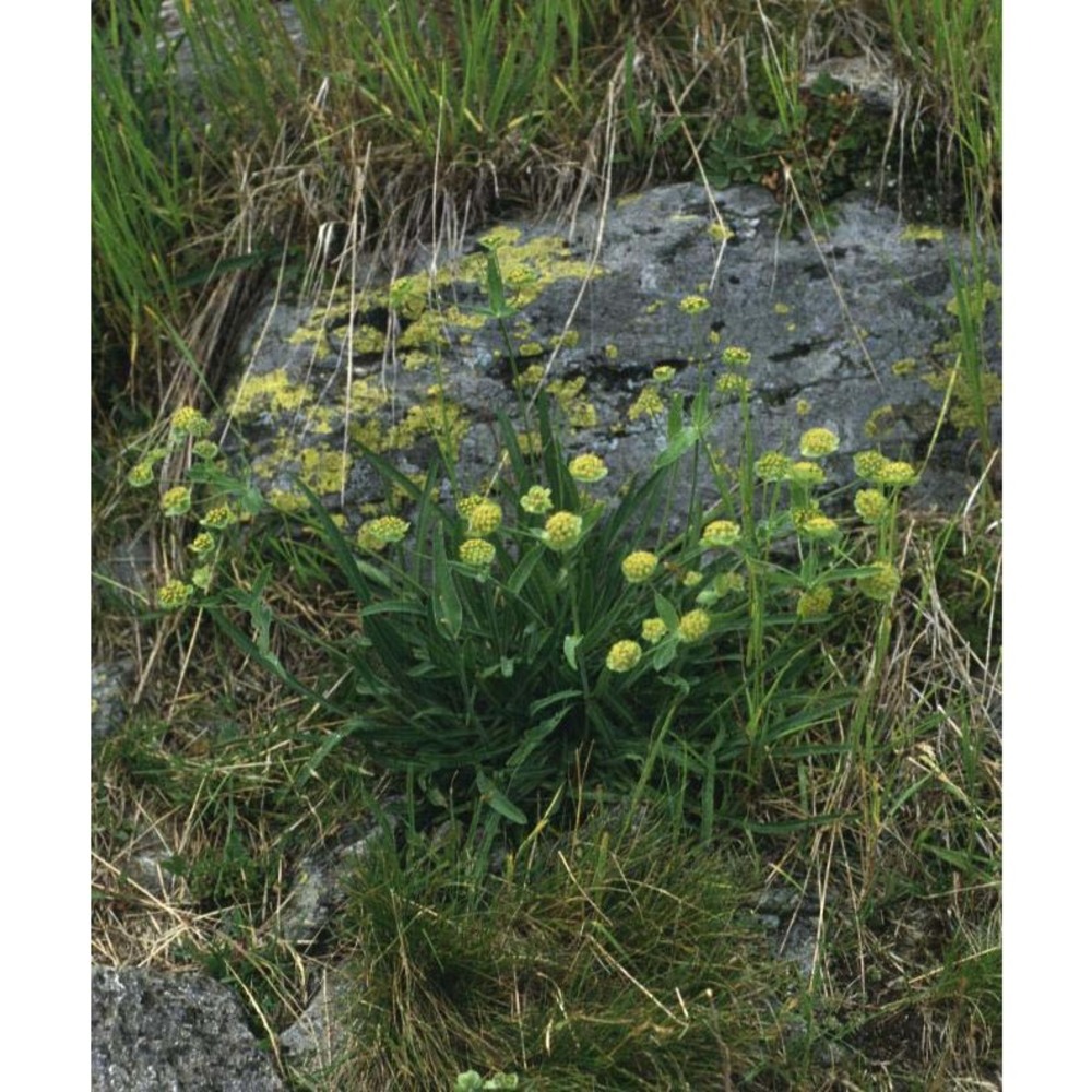 bupleurum stellatum l.