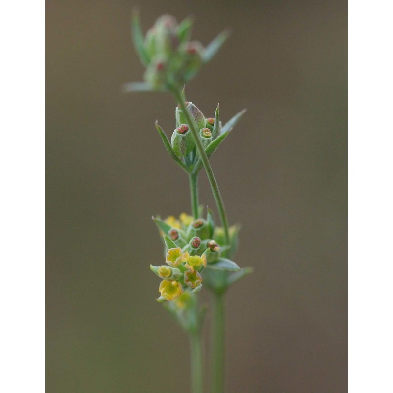 bupleurum tenuissimum l.