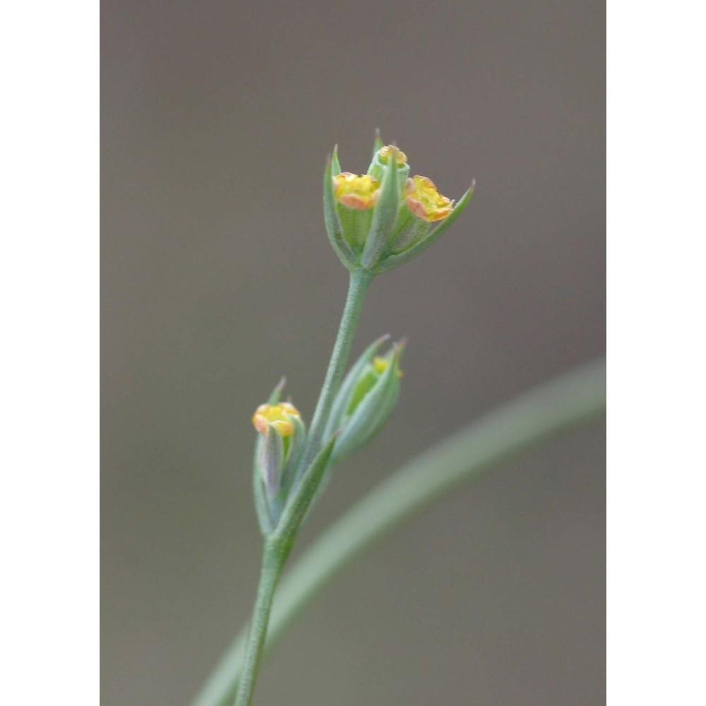 bupleurum tenuissimum l.