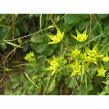 bupleurum veronense turra