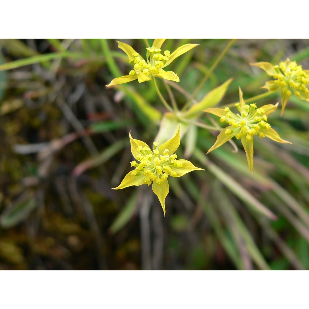 bupleurum veronense turra