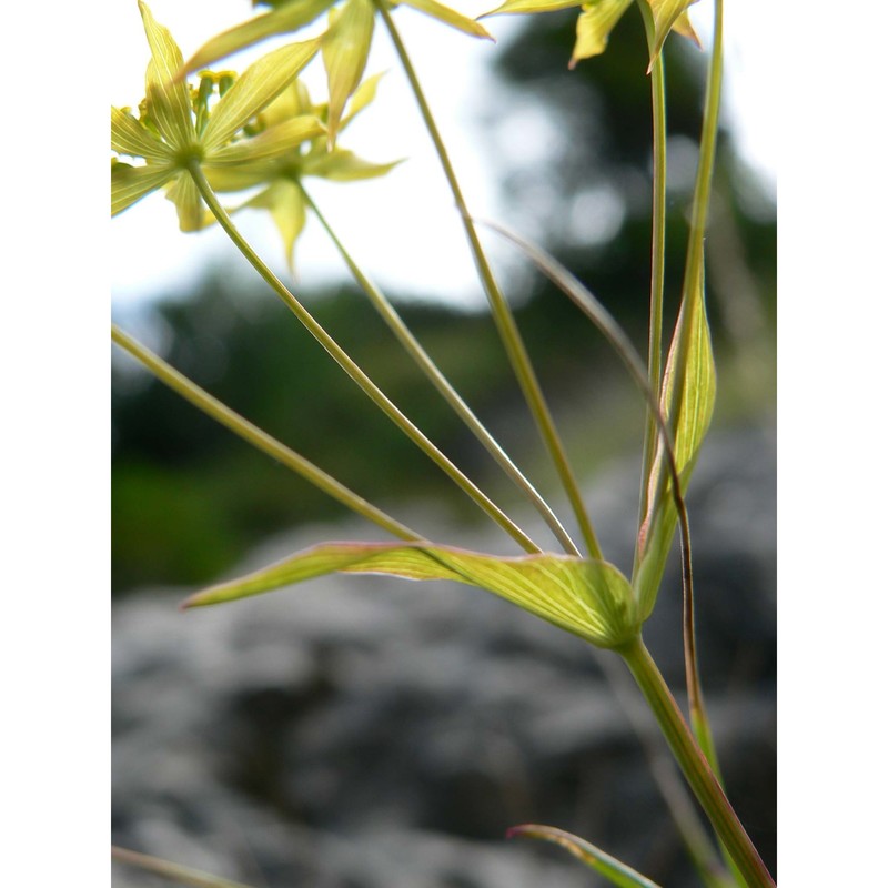 bupleurum veronense turra