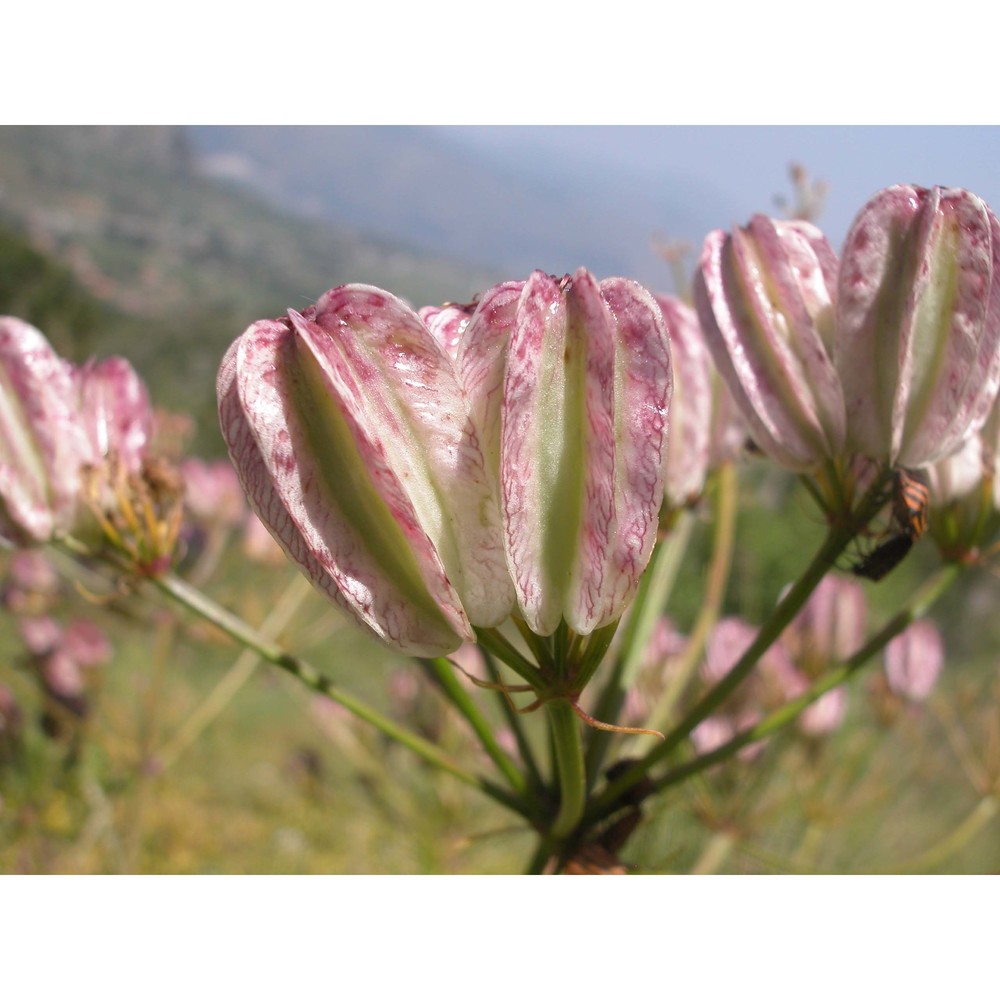 cachrys ferulacea (l.) calest.