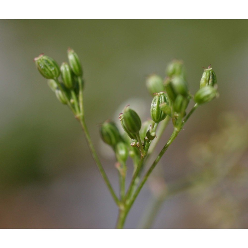 carum carvi l. subsp. carvi