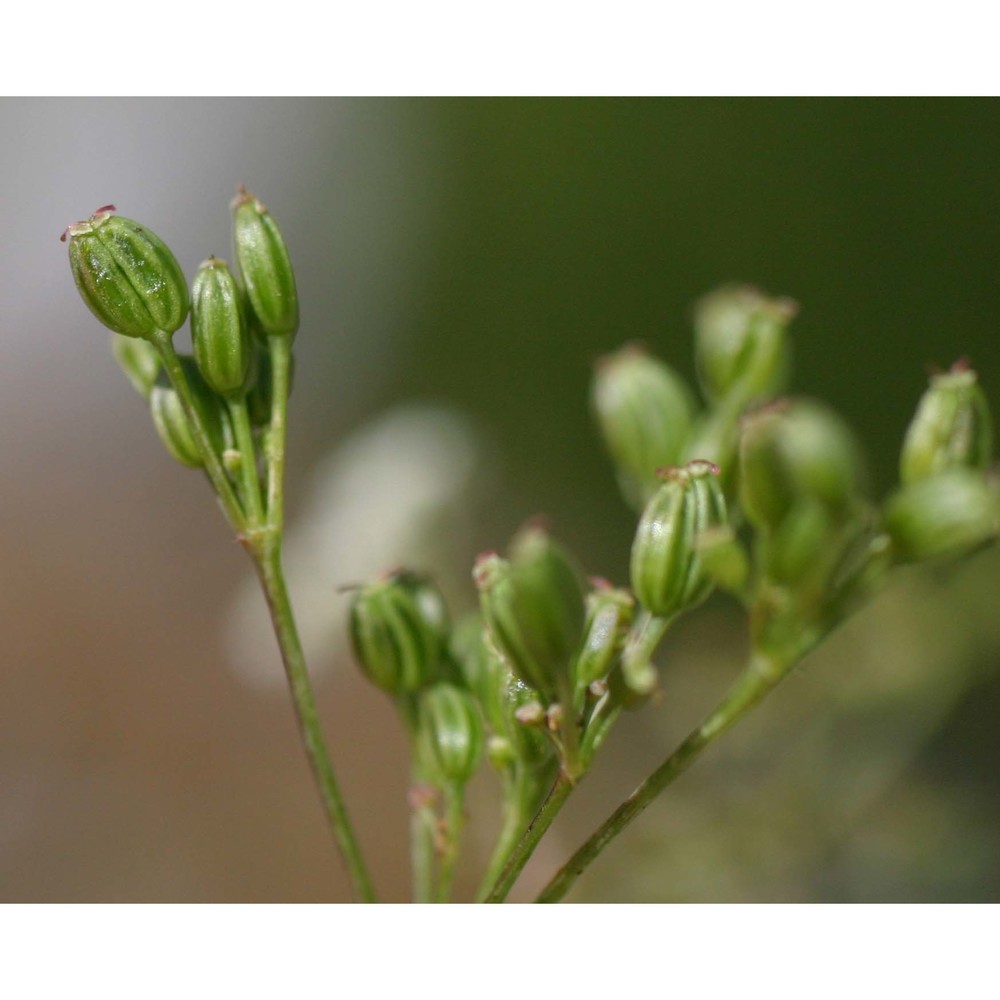 carum carvi l. subsp. carvi