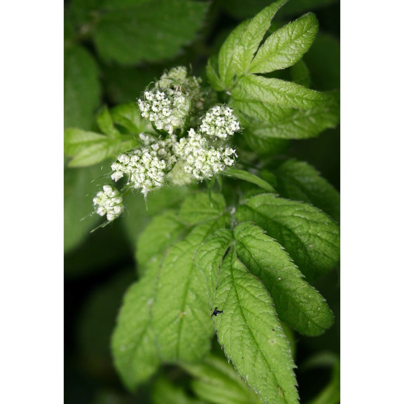 chaerophyllum aromaticum l.