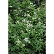 chaerophyllum aromaticum l.