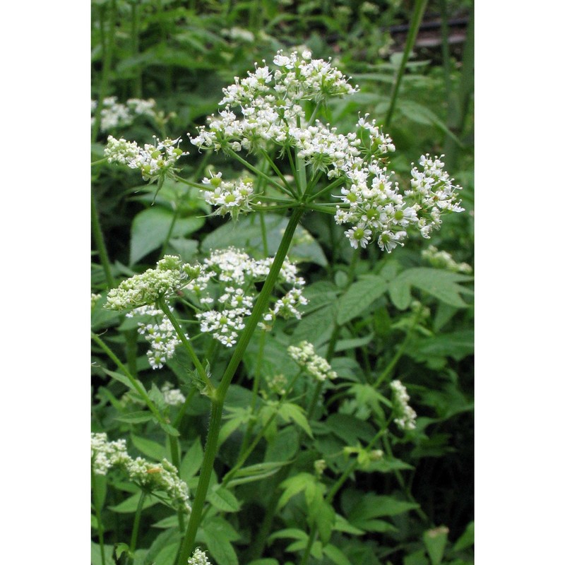 chaerophyllum aromaticum l.