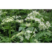 chaerophyllum aromaticum l.