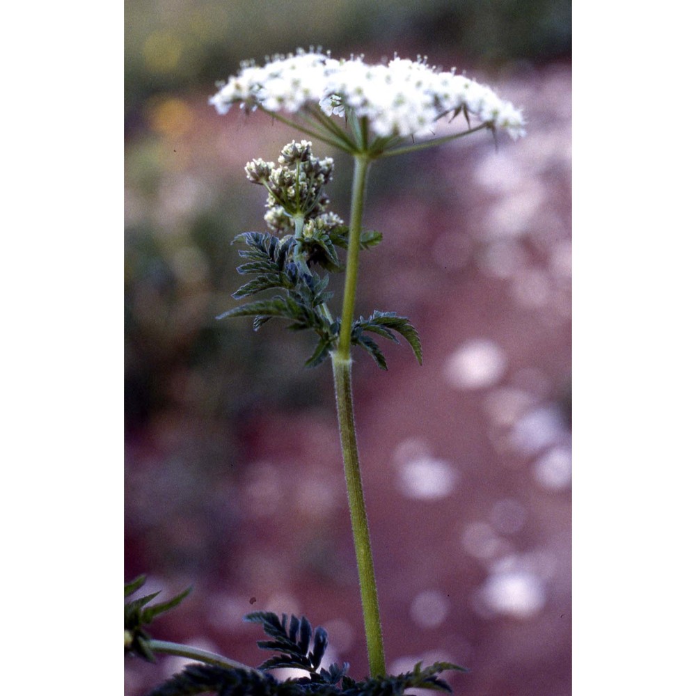 chaerophyllum aureum l.